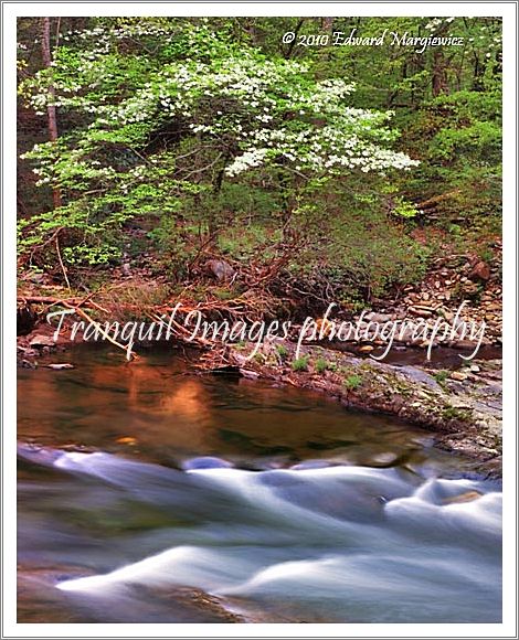 450667   Blooming dogwood and river in Charokee, NC